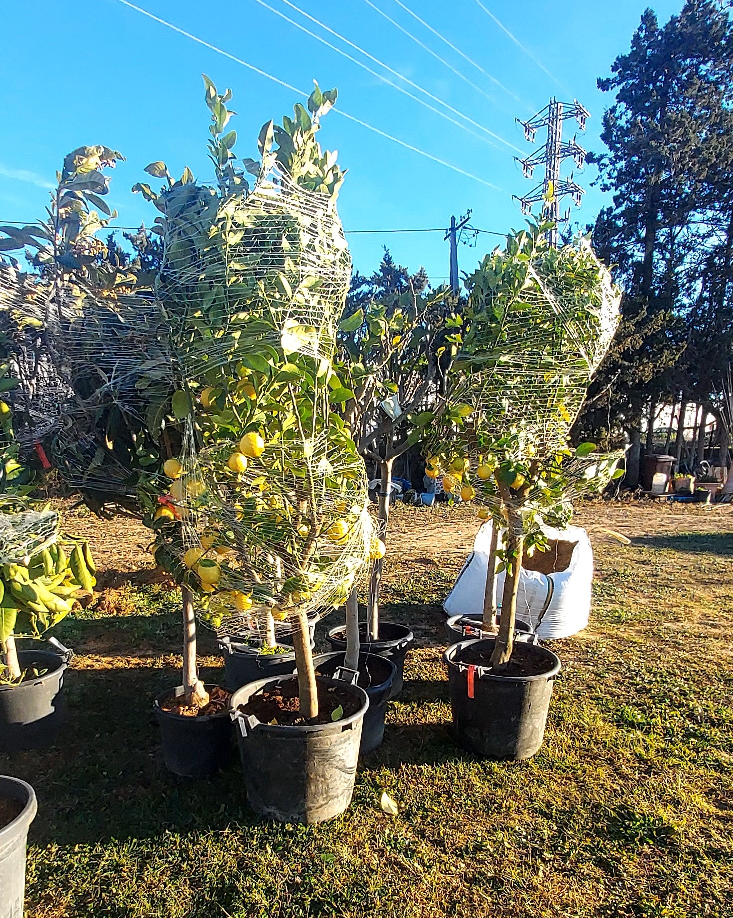 Arbres fruiters que es plantaran a Cal Dània