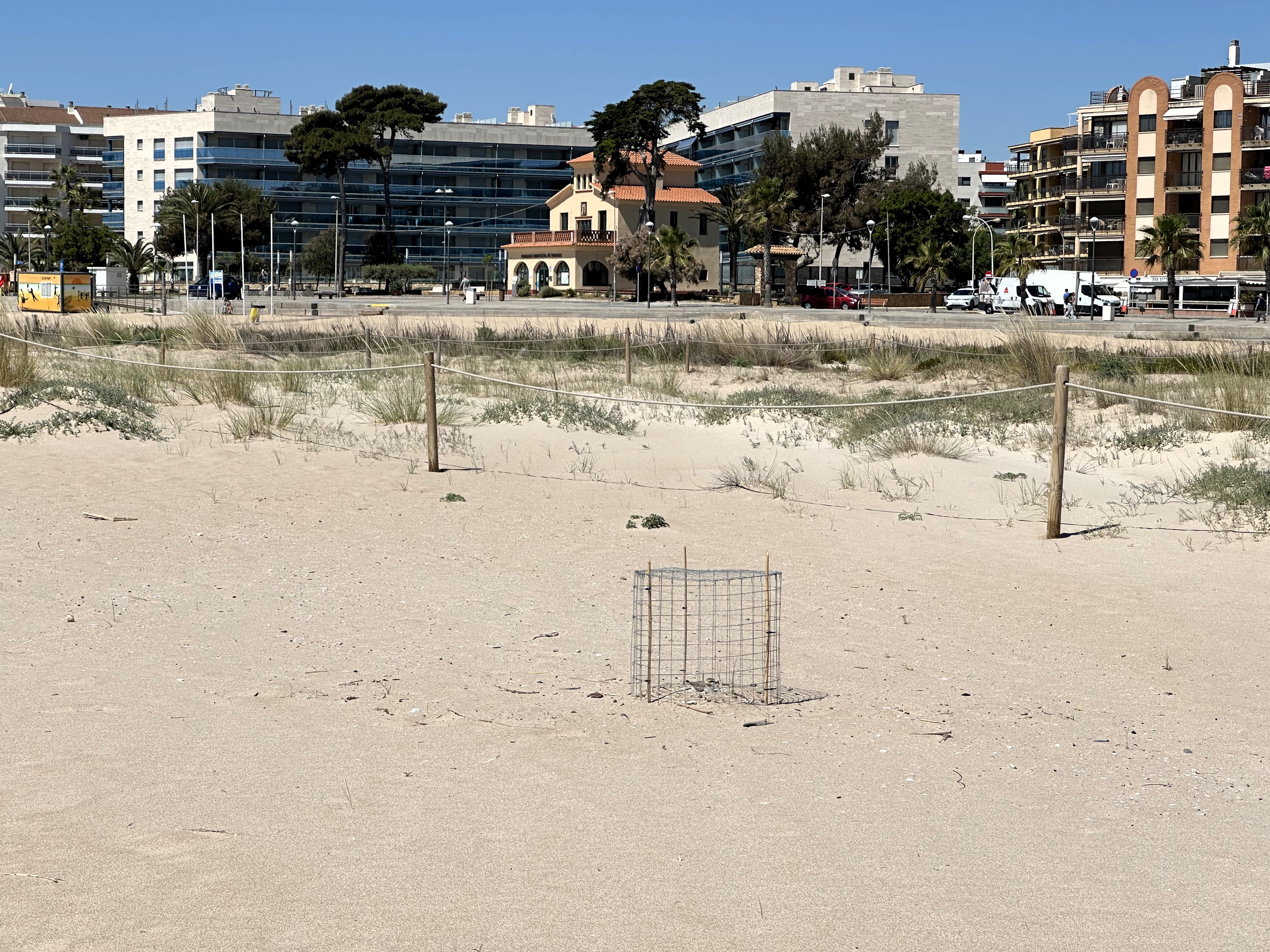 Temporada de nidificació del corriol camanegre 