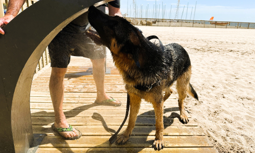 Dutxa per a gossos, a la platja de Torredembarra