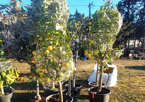 Arbres fruiters que es plantaran a Cal Dània