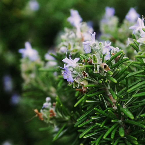 Foto de plantes aromàtiques