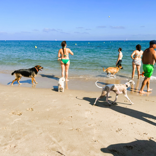 Platja per a gossos