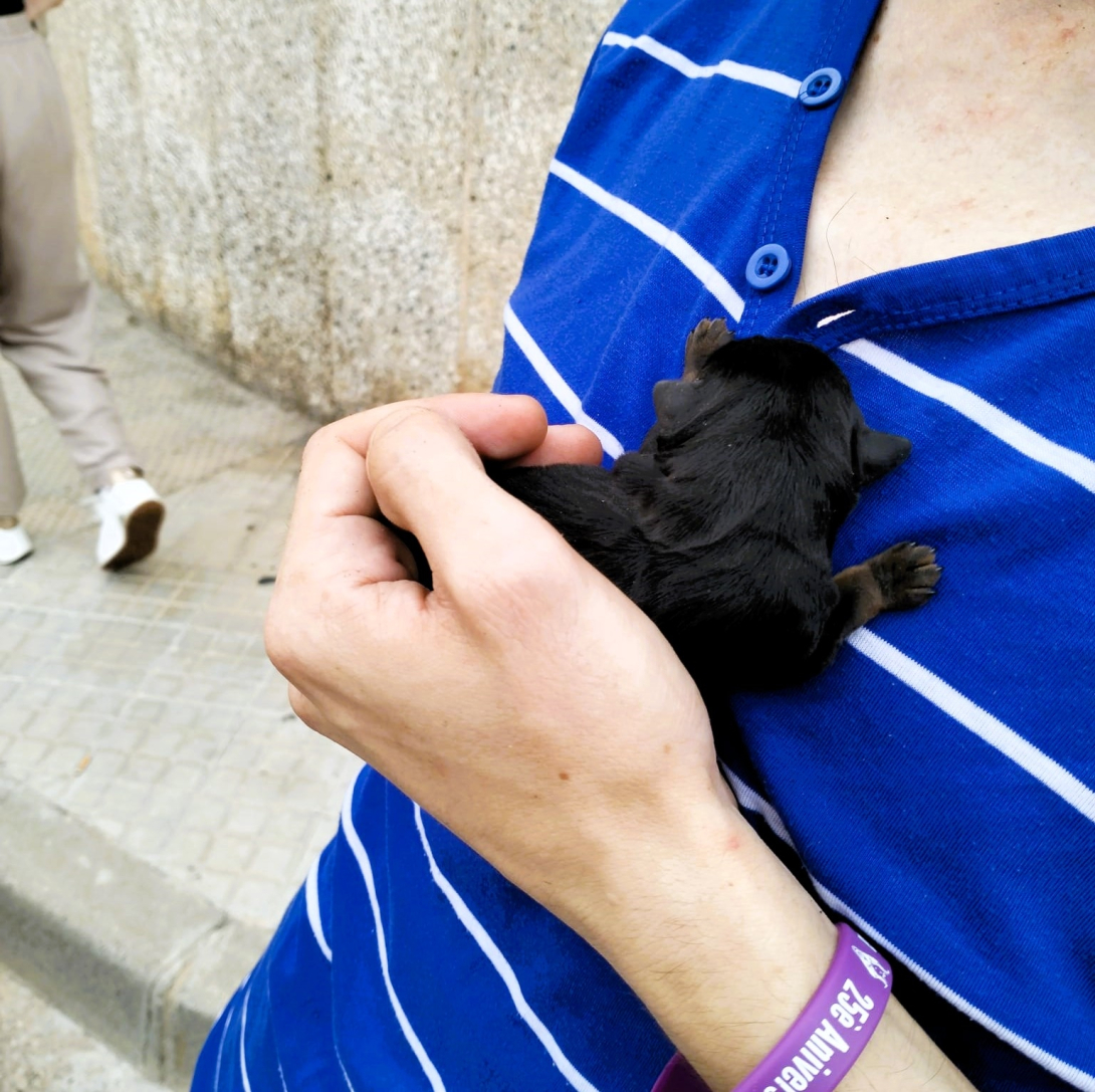 Comunicat de l’equip de govern de condemna del maltractament animal